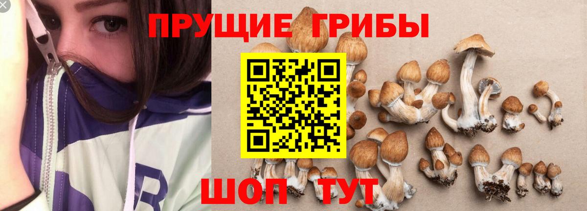 Псилоцибиновые грибы Magic Shrooms  закладки  Воронеж  Вход с VPN 
